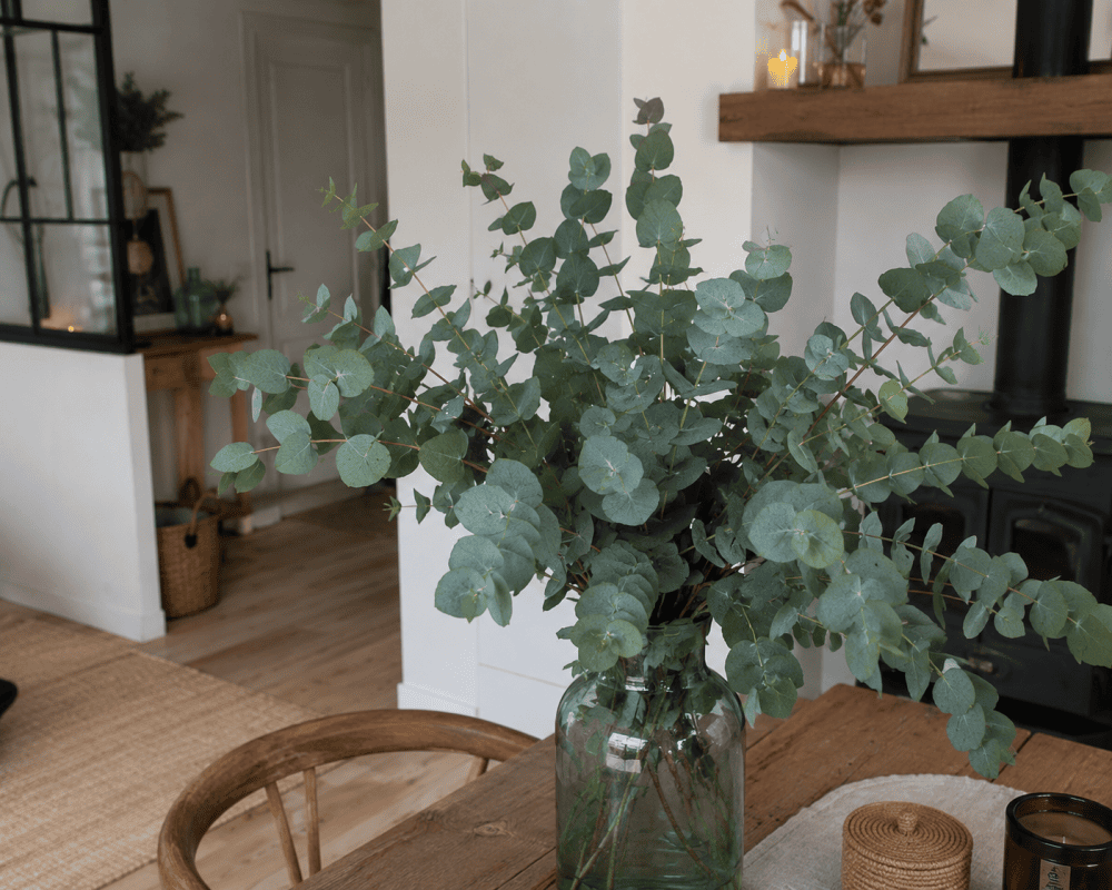 eucalyptus posé sur la table